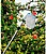 Colhedor de Frutas Telescópico Extensível de 130-240CM 74989 - imagem 2