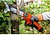 Motoserra Todo-Terreiro E-100 UC ST-320 STOCKER G-79119 - imagem 2