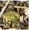 Cha a Granel Dammann Great Earl Grey 250g