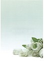 Papel Temático Flor Branca A4 90g 20 Folhas Papel Temático Flor Branca A4 90g 20 Folhas