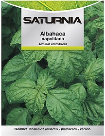 Sementes Aromáticas Manjericão Gigante (5 gramas) Horticul...