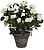 ROSAL Branco PVC COM COPO Cinzento 83344 - imagem 1