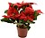 Planta Artificial Flor de Pascua, Ø27x27cm, Básicos G-72636 - imagem 1