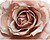 Rosa com Clip de Poliester, Cores Surtidas 14xØ8,5cm G-72429 - imagem 2