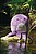 Peluches Squidgy’s MM800 - imagem 4