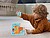 Puzzle infantil imaginovo madeira cubos de animais +24 meses 15 pecas inclui 12 padroes 22x22x6,4cm Puzzle infantil imaginovo madeira cubos de animais +24 meses 15 pecas inclui 12 padroes 22x22x6,4cm TL690 - imagem 5