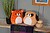 Peluches Squidgy’s MM800 - imagem 7